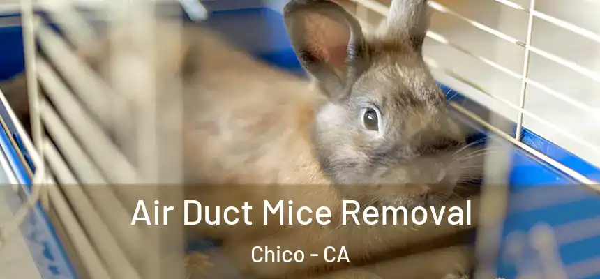 Air Duct Mice Removal Chico - CA